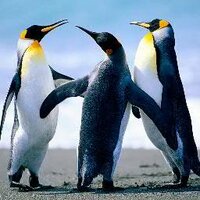 Den't Antho ❤️ Memecoin (@mohd_ridho_2) Twitter profile photo