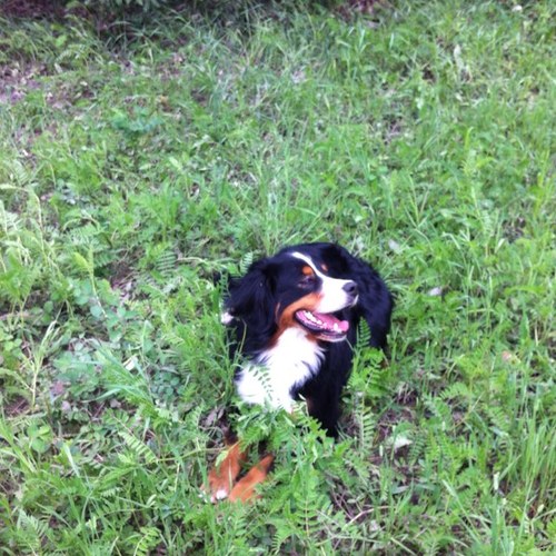 FernieWoofPack's profile picture. 