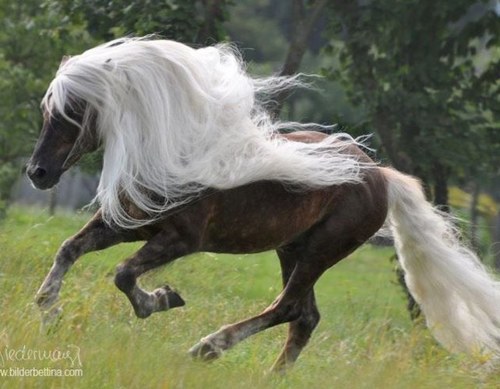 Hou jij van paarden volg dan dit acount