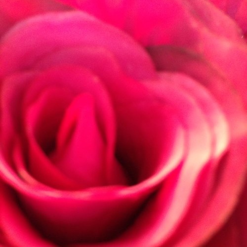 Holly rose florist