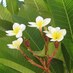 Ku'ualoha (@kuualohapauole) Twitter profile photo