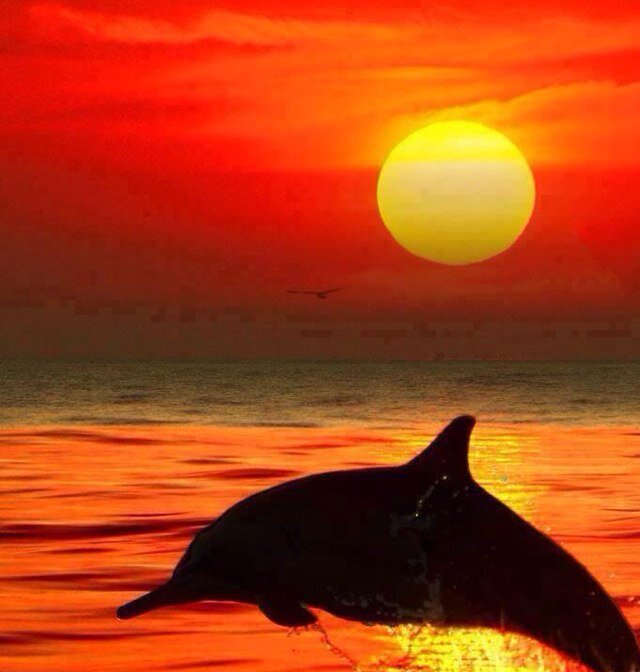 Follow wildlfe all things nature.Ihelp brain injured children.Animals dont have a voice we must speak for them. Spreading the word for those who care.
