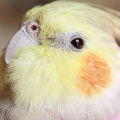 オカメインコ画像bot 壁紙にでも オカメインコ T Co Pdjgsv2plg