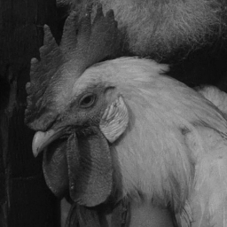 thechicken123's profile picture. 