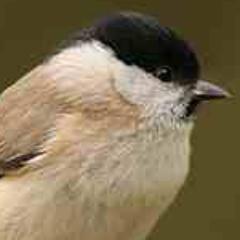A virtual Group supporting ringing in your historic County for @__COO. Conserving species and their habitat through scientific study.