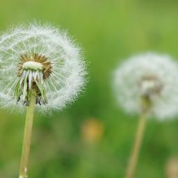 Be who you are and say what you feel because those who mind don't matter and those who matter don't mind.
- Dr. Seuss