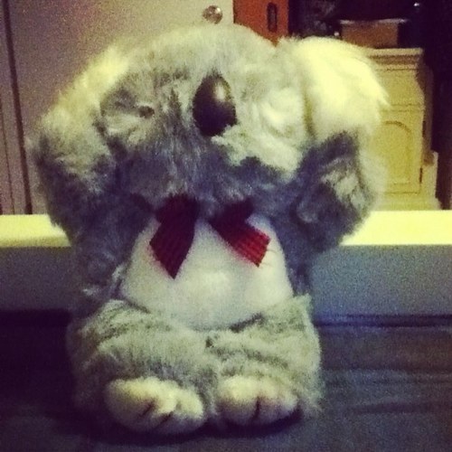 Hay, i'm Jim and I am a classy koala.