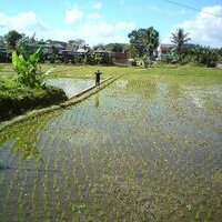 MochiHanzama (@mochamadrizai) 's Twitter Profile