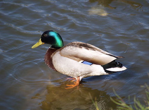 Just a Duck lmao