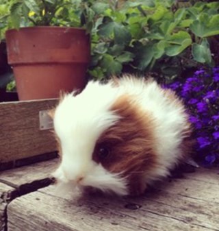 Just A Little Guinea Pig That Lives With Zoe!