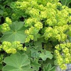 Per l'alto contenuto di sostanze tanniche, l'Alchemilla trova indicazione come astringente e sebonormalizzante contro l'eccessiva secrezione sebacea del viso.