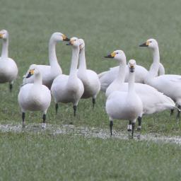 Bewick's swan researcher with WWT