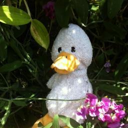 De duck is a philosopher & adventurer. The De duck journeys through life contemplating moments that often pass us by. Join the adventure :)