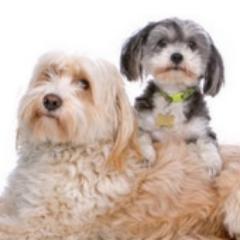 'Paws at Bingley' a new family dog day, coming to Staffordshire County Showground Sunday October 6th.