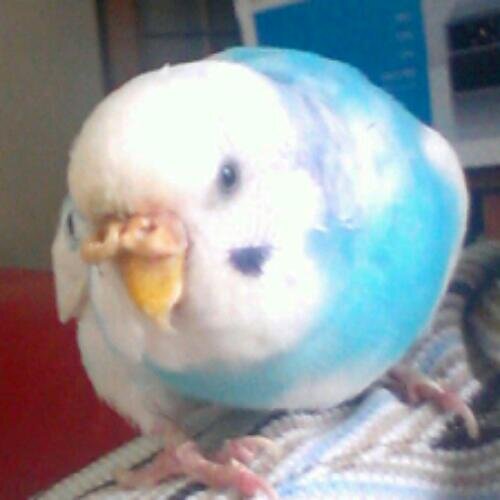 鳥と水辺が好きな人はだいたい友達。