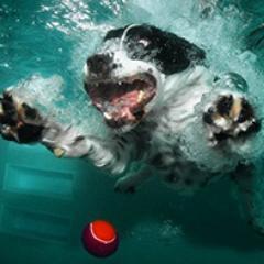 Swimming dogs, it's totally awesome, check it out