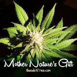 Cultivating a Better World, One Seed at a Time.