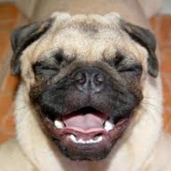 cheesypuff_'s profile picture. I like dogs especially pugs