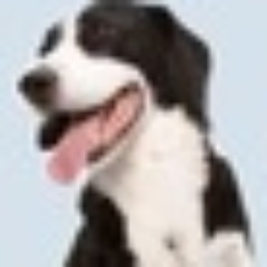 A forum dedicated to Canadian dog owners!