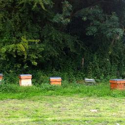 Hive_tool's profile picture. 