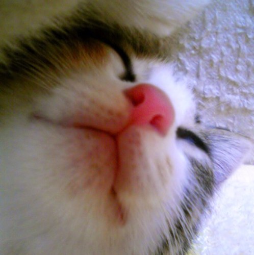 Gateway0's profile picture. あ～いちゅいまちぇ～ん