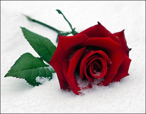‏آبًقىِ ع ـٌلَيِ ....عٌرشُـــ. آلَصــّـبًآآآيِآآآ آمًيِرهّـــ.                               ЌŜÀ