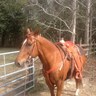 HorseguyTLH's profile picture. Retired but not particularly tired; married to Linda; Dad of Vicky; rider, writer. Views: My own