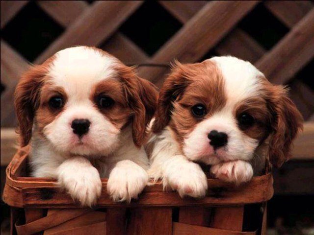 I love dogs.