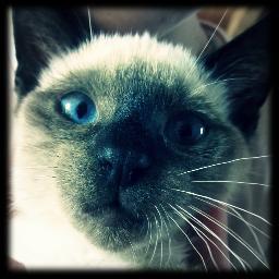 Piti chat fan de bonne musique ( bb brunes, ect...) Et de serie ( vampire diaries, merlin, pretty little liars, ect...)