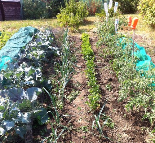 LeaV_allotment's profile picture. I'm 25 and have recently taken on an allotment this year. I'm just hoping to share and gain tips/experiences !