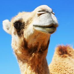 Ma vision sur la Mauritanie et l'afrique, Mauritania, Africa, Mauritanien, Mauritanienne, Mauritanian. Politique, Politic.