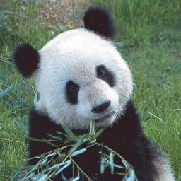 LuvPanda86 Profile Picture