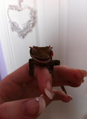 I am one craycray crested gecko.