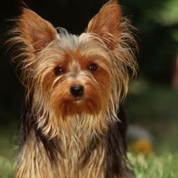 gosto muito de animais sou bricalhona gosto de por as pessoas a rir quando estao tristes sou muito faladora e gosto da quilo que eu faço.