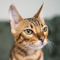 marta_varlamova's profile picture. Милое существо! Иногда я ворую чужие твиты, мне не стыдно, и ничего вы со мной не поделаете.