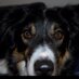 Ivan Bordercollie (@3colourk9) Twitter profile photo