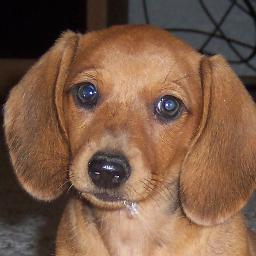 http://t.co/WgQp0HEfvB offers pet products for dogs and cats!