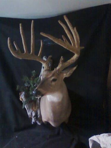 A & B  is a licensed full service wildlife taxidermy studio that can provide  providing customers with quality mounts to preserve hunting and fishing memories.