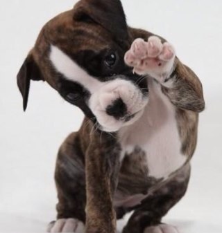 safechgo's profile picture. 