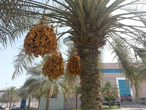 AhmoSarajevo's profile picture. 