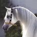 الرمح المعطر (@radwanal3ssaf) Twitter profile photo