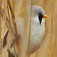 A virtual Group supporting ringing in your historic County for @__COO. Conserving species and their habitat through scientific study.