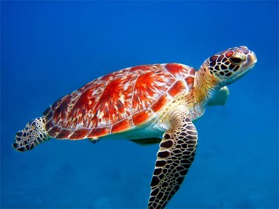 Turtlezz1's profile picture. rocket scientist.
marine biologist.
turtle.
I KNOW.