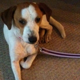computer operator / dog rescuer  Bernie2020