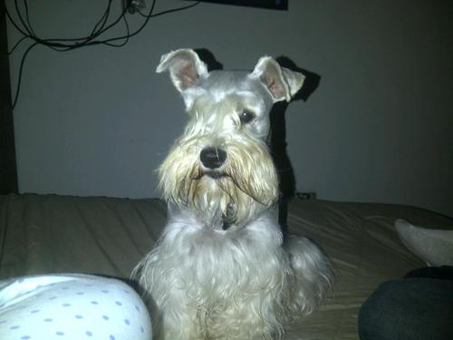 casada, amo a los perritos.no al maltrato animal