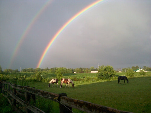 Official Healthy Chocolate Distributor and avid equestrian