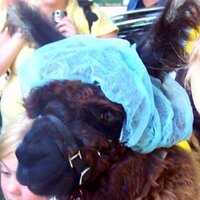 Brandon Foreman (@neurollama) 's Twitter Profile