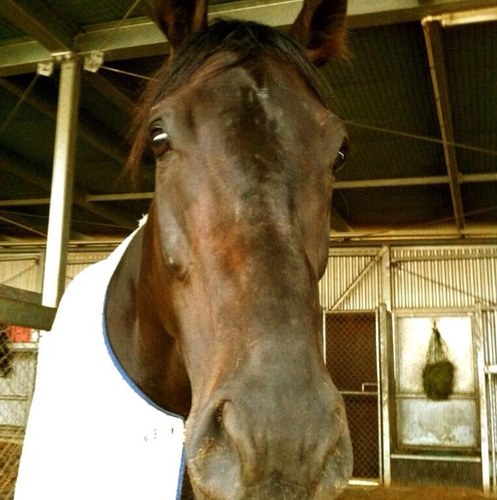 I'm a 4yo colt who likes 'ferlaxing' around my Pinecliff beachside resort with Jim, Alison and Simon. I'm also the Australian Guineas winner 2013!