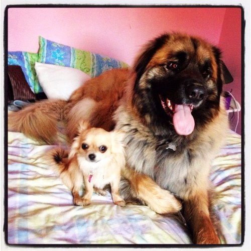 Hi im a leonberger and my names oggy i love dog treats i also have a brother he's a chihuaua he is called charley see ya woof out