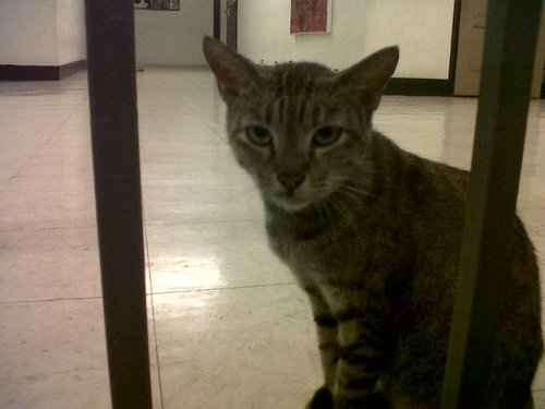 Catropa mo!